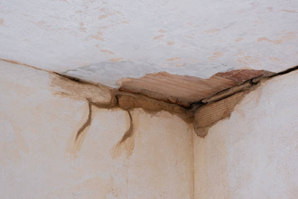 Best Mold removal after water damage  in Dawson, MN