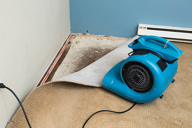 Best Water damage cleanup near me  in Dawson, MN
